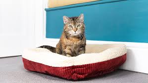 The Complete Cat Supplies List: Cat Beds, Fountains, Feeders, Food and Litter